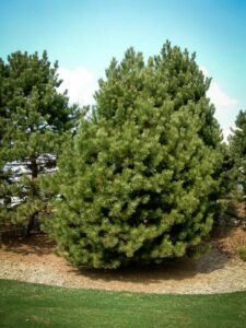 Сосна Чёрная (Pinus Nigra) купить по цене от 270.00р. в интернет-магазине «Посадика» с доставкой почтой в в Усть-Катаве и по всей России – [изображение №1].