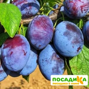 Слива Чачакская ранняя купить по цене от 229.00р. в интернет-магазине «Посадика» с доставкой почтой в в Усть-Катаве и по всей России – [изображение №1].