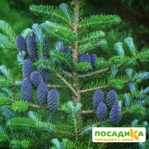 Пихта корейская (Abies koreana) купить по цене от 450.00р. в интернет-магазине «Посадика» с доставкой почтой в в Усть-Катаве и по всей России – [изображение №1].