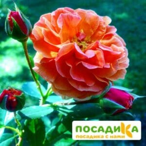 Роза Арабия купить по цене от 350.00р. в интернет-магазине «Посадика» с доставкой почтой в в Усть-Катаве и по всей России – [изображение №1].