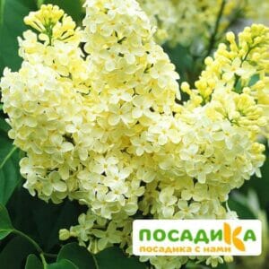 Сирень Примроуз (Primrose) купить по цене от 529.00р. в интернет-магазине «Посадика» с доставкой почтой в в Усть-Катаве и по всей России – [изображение №1].