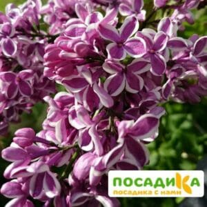 Сирень Сенсация купить по цене от 529.00р. в интернет-магазине «Посадика» с доставкой почтой в в Усть-Катаве и по всей России – [изображение №1].