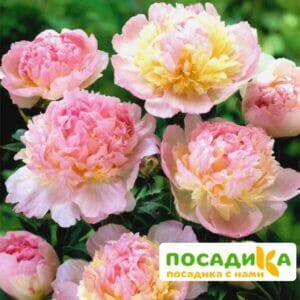 Пион Распберри Сандей (Paeonia Raspberry Sundae) купить по цене от 959р. в интернет-магазине «Посадика» с доставкой почтой в в Усть-Катаве и по всей России – [изображение №1].