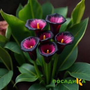 Калла Аура Лейс купить по цене от 400р. в интернет-магазине «Посадика» с доставкой почтой в в Усть-Катаве и по всей России – [изображение №1].