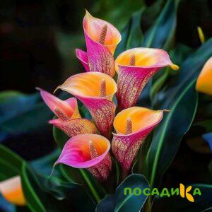 Калла Оникс купить по цене от 450р. в интернет-магазине «Посадика» с доставкой почтой в в Усть-Катаве и по всей России – [изображение №1].