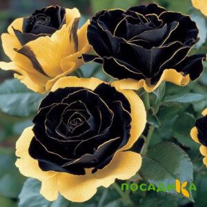 Роза Ханни Сикл купить по цене от 700р. в интернет-магазине «Посадика» с доставкой почтой в в Усть-Катаве и по всей России – [изображение №1].