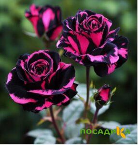 Роза Багровый Шепот купить по цене от 366р. в интернет-магазине «Посадика» с доставкой почтой в в Усть-Катаве и по всей России – [изображение №1].