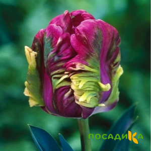 Тюльпан Экзотик Хэвен купить по цене от 186р. в интернет-магазине «Посадика» с доставкой почтой в в Усть-Катаве и по всей России – [изображение №1].