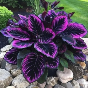 Хоста Люминоза купить по цене от 450р. в интернет-магазине «Посадика» с доставкой почтой в в Усть-Катаве и по всей России – [изображение №1].