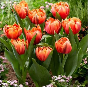 Тюльпан Гудошник Дабл купить по цене от 185р. в интернет-магазине «Посадика» с доставкой почтой в в Усть-Катаве и по всей России – [изображение №1].