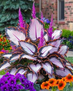 Хоста Кримэн Дрим купить по цене от 549р. в интернет-магазине «Посадика» с доставкой почтой в в Усть-Катаве и по всей России – [изображение №1].