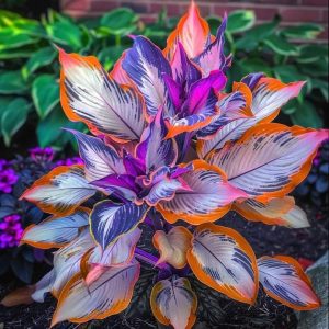 Хоста Эмеральд Тиара купить по цене от 602р. в интернет-магазине «Посадика» с доставкой почтой в в Усть-Катаве и по всей России – [изображение №1].