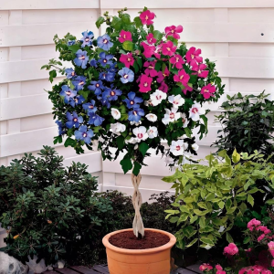 Гибискус-Дерево Триколор купить по цене от 289р. в интернет-магазине «Посадика» с доставкой почтой в в Усть-Катаве и по всей России – [изображение №1].