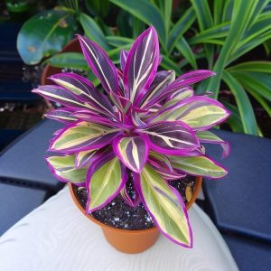 Хоста Сильвер Стик купить по цене от 650р. в интернет-магазине «Посадика» с доставкой почтой в в Усть-Катаве и по всей России – [изображение №1].