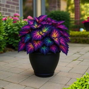 Хоста Фрости Блю купить по цене от 389р. в интернет-магазине «Посадика» с доставкой почтой в в Усть-Катаве и по всей России – [изображение №1].