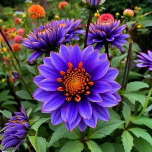 Георгин Лазурит купить по цене от 799р. в интернет-магазине «Посадика» с доставкой почтой в в Усть-Катаве и по всей России – [изображение №1].