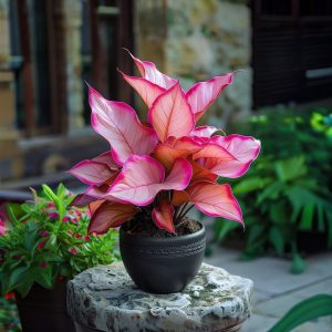 Хоста Розовая Симфония купить по цене от 800р. в интернет-магазине «Посадика» с доставкой почтой в в Усть-Катаве и по всей России – [изображение №1].