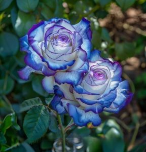 Роза Пэтолз Хоуп купить по цене от 333р. в интернет-магазине «Посадика» с доставкой почтой в в Усть-Катаве и по всей России – [изображение №1].