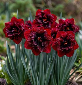 Нарцисс Сапфировый Бриз купить по цене от 3000р. в интернет-магазине «Посадика» с доставкой почтой в в Усть-Катаве и по всей России – [изображение №1].