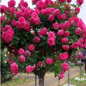 Роза Версаля купить по цене от 232р. в интернет-магазине «Посадика» с доставкой почтой в в Усть-Катаве и по всей России – [изображение №1].