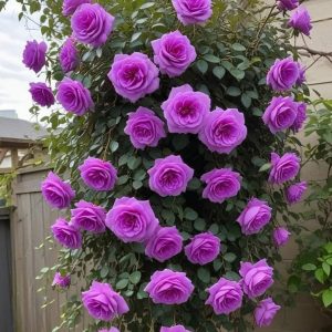 Роза Мистик Уайт купить по цене от 620р. в интернет-магазине «Посадика» с доставкой почтой в в Усть-Катаве и по всей России – [изображение №1].