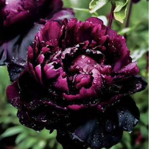 Пион Темный Сад купить по цене от 421р. в интернет-магазине «Посадика» с доставкой почтой в в Усть-Катаве и по всей России – [изображение №1].