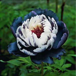 Пион Древовидный Инь-Янь купить по цене от 419р. в интернет-магазине «Посадика» с доставкой почтой в в Усть-Катаве и по всей России – [изображение №1].