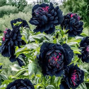 Пион древовидный Сердце Афродиты купить по цене от 600р. в интернет-магазине «Посадика» с доставкой почтой в в Усть-Катаве и по всей России – [изображение №1].