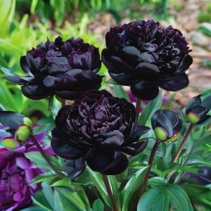 Пион Королевский Бархат купить по цене от 419р. в интернет-магазине «Посадика» с доставкой почтой в в Усть-Катаве и по всей России – [изображение №1].