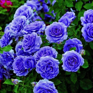 Роза Блю Мун купить по цене от 450р. в интернет-магазине «Посадика» с доставкой почтой в в Усть-Катаве и по всей России – [изображение №1].