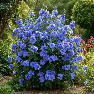 Гибискус Сансет Блоссом купить по цене от 248р. в интернет-магазине «Посадика» с доставкой почтой в в Усть-Катаве и по всей России – [изображение №1].