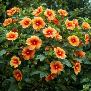 Гибискус Кристал Рэй купить по цене от 458р. в интернет-магазине «Посадика» с доставкой почтой в в Усть-Катаве и по всей России – [изображение №1].