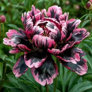 Пион Дроп Руби купить по цене от 469р. в интернет-магазине «Посадика» с доставкой почтой в в Усть-Катаве и по всей России – [изображение №1].