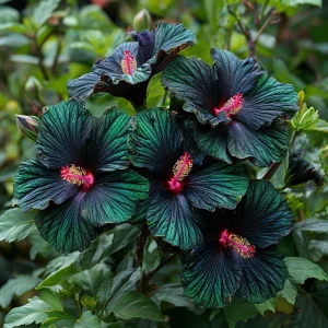 Гибискус Пикок Плюм купить по цене от 490р. в интернет-магазине «Посадика» с доставкой почтой в в Усть-Катаве и по всей России – [изображение №1].