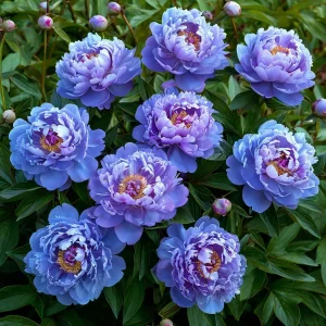 Пион Голубой лотос купить по цене от 590р. в интернет-магазине «Посадика» с доставкой почтой в в Усть-Катаве и по всей России – [изображение №1].