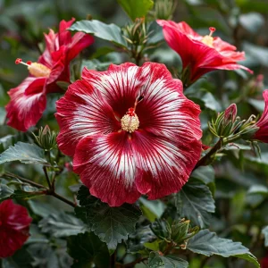 Гибискус Пурпл Мистик купить по цене от 360р. в интернет-магазине «Посадика» с доставкой почтой в в Усть-Катаве и по всей России – [изображение №1].