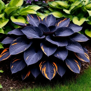 Хоста Умбра купить по цене от 349р. в интернет-магазине «Посадика» с доставкой почтой в в Усть-Катаве и по всей России – [изображение №1].