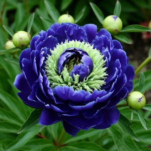 Пион Дримвивер купить по цене от 417р. в интернет-магазине «Посадика» с доставкой почтой в в Усть-Катаве и по всей России – [изображение №1].