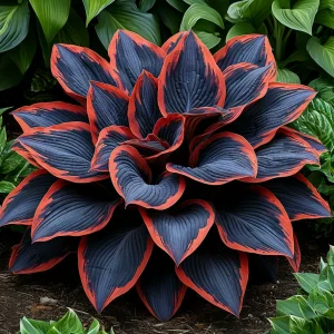 Хоста Солнечный Агат купить по цене от 440р. в интернет-магазине «Посадика» с доставкой почтой в в Усть-Катаве и по всей России – [изображение №1].