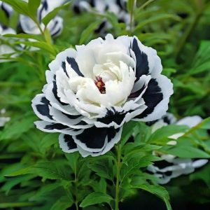 Пион Монохромный Шик купить по цене от 429р. в интернет-магазине «Посадика» с доставкой почтой в в Усть-Катаве и по всей России – [изображение №1].