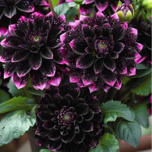 Георгин Лаванда Лейс купить по цене от 679р. в интернет-магазине «Посадика» с доставкой почтой в в Усть-Катаве и по всей России – [изображение №1].