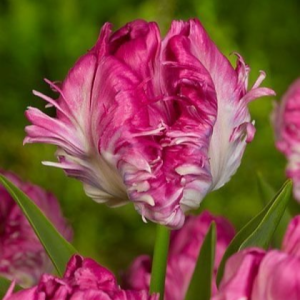 Тюльпан махровый Кул Кристал купить по цене от 400р. в интернет-магазине «Посадика» с доставкой почтой в в Усть-Катаве и по всей России – [изображение №1].