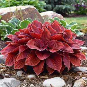 Хоста Рэд Эйнджл купить по цене от 549р. в интернет-магазине «Посадика» с доставкой почтой в в Усть-Катаве и по всей России – [изображение №1].