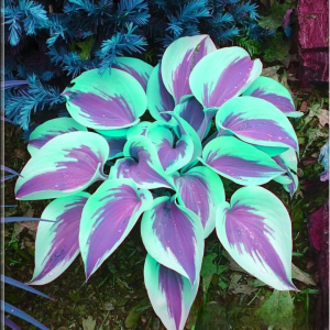 Хоста Висперин Бьюти купить по цене от 379р. в интернет-магазине «Посадика» с доставкой почтой в в Усть-Катаве и по всей России – [изображение №1].