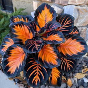 Хоста Сикрет Форест купить по цене от 601р. в интернет-магазине «Посадика» с доставкой почтой в в Усть-Катаве и по всей России – [изображение №1].