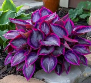 Хоста Сикрет Гарденс купить по цене от 549р. в интернет-магазине «Посадика» с доставкой почтой в в Усть-Катаве и по всей России – [изображение №1].