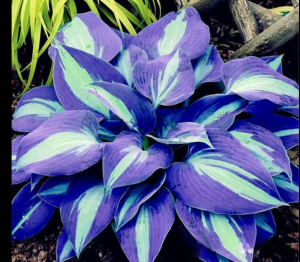 Хоста Аурелия купить по цене от 450р. в интернет-магазине «Посадика» с доставкой почтой в в Усть-Катаве и по всей России – [изображение №1].