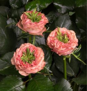 Роза Амбер Инчант купить по цене от 495р. в интернет-магазине «Посадика» с доставкой почтой в в Усть-Катаве и по всей России – [изображение №1].