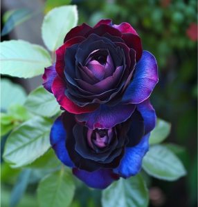 Роза Скарлет Рэвери купить по цене от 489р. в интернет-магазине «Посадика» с доставкой почтой в в Усть-Катаве и по всей России – [изображение №1].