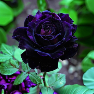 Роза Блэк Пантер купить по цене от 319р. в интернет-магазине «Посадика» с доставкой почтой в в Усть-Катаве и по всей России – [изображение №1].